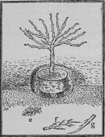 Root Pruning.