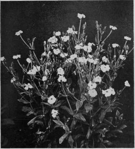 The Rose Campion, Agrostemma coronaria.
