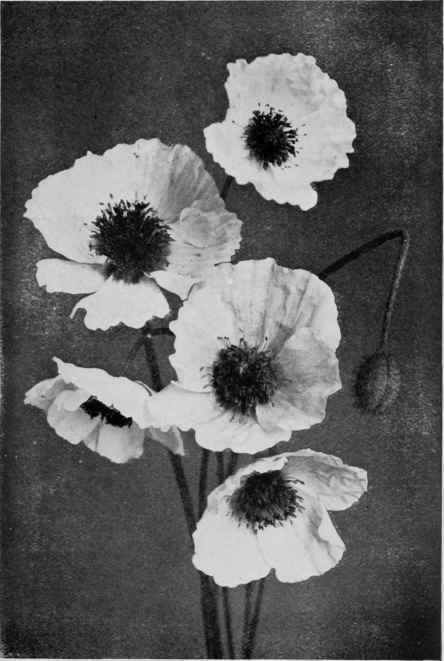 White Iceland Poppies.