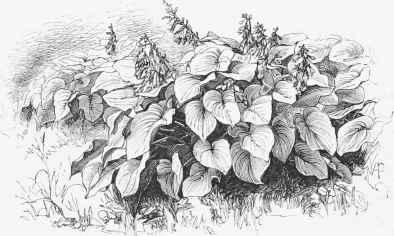 Groups of Funkia Sieboldi.