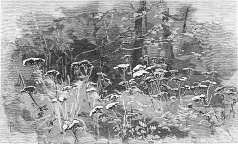 Large White Achilleas spread into wide masses under shade of trees in shrubbery.