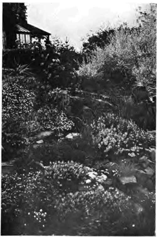 A Rockery