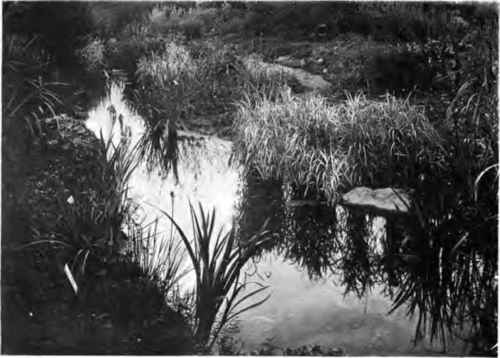 A Water Garden