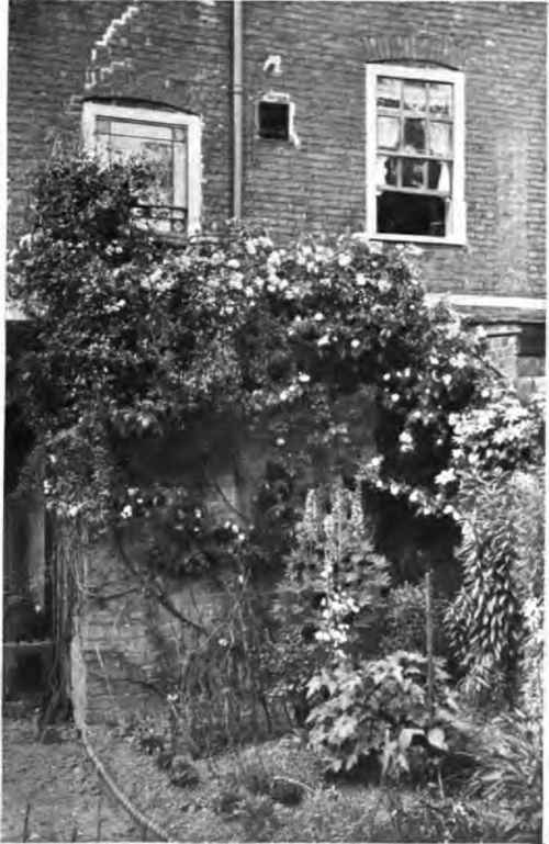In A Small Suburban Garden