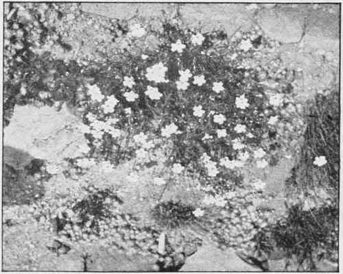 The Alpine Flax, Linium Alpinum, In A Stone Border.