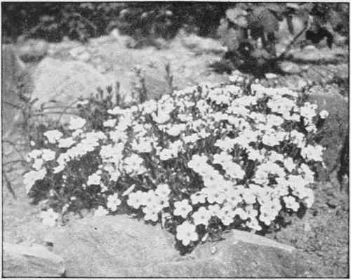 The Large Sandwort, Arenaria Grandiflora, in a stone border.