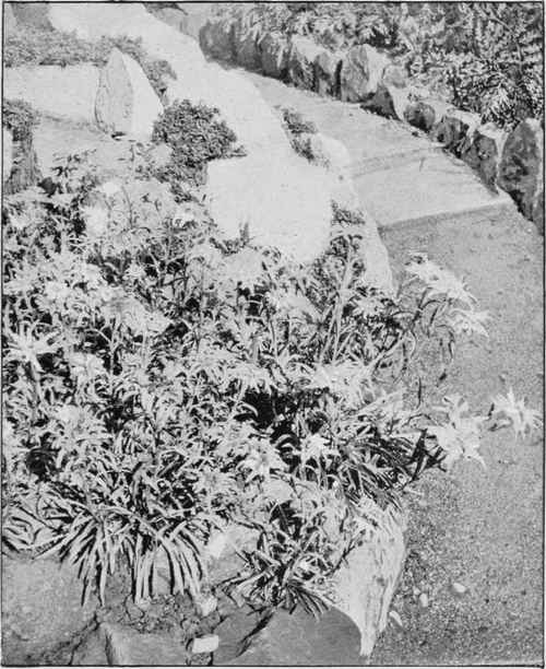 A clump of Edelweiss beside a stone-lined walk.