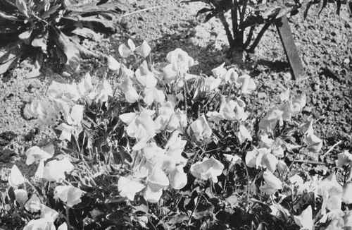 Cupid Sweet Peas on a rock bank in the author's garden.