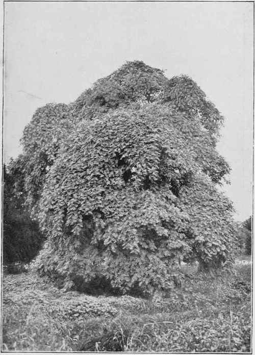 The Weeping Pagoda Tree, sophora japonica pendula.