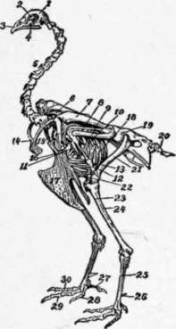 Skeleton of cock
