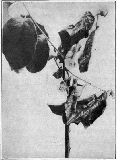 Fig. 112. Fire Blight on quince.