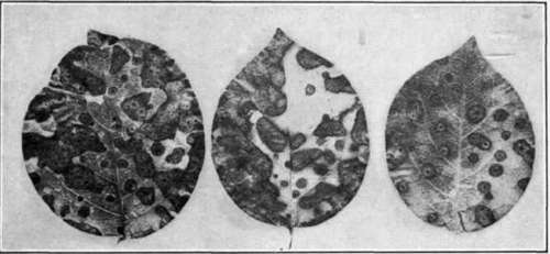Fig. 113. Types of lesions on quince leaves produced by the Leaf Blight fungus
