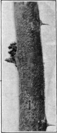 Fig. 121.   Cane Blight; fruit bodies of the patho   gene on raspberry cane.