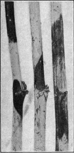 Fig. 122.   Spur Blight of raspberry.