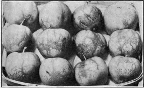 Fig. 124. Bordeaux injury on apples.