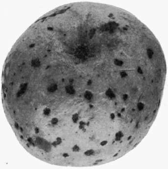 Fig. 24. Apple Fruit Spot.