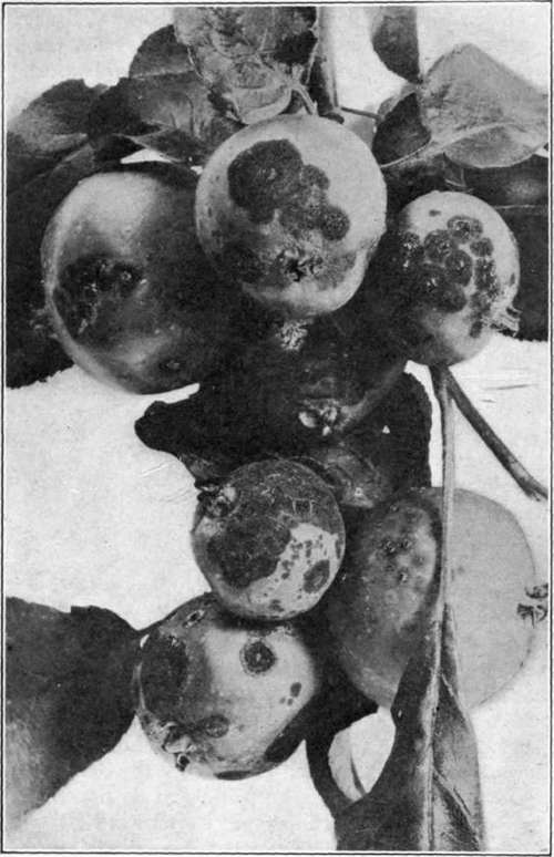 Fig. 3.   Cluster of scabby apples. Many scab   lesions near calyx end.