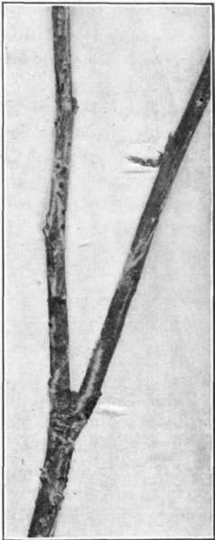 Fig. 36. Hypochnus Leaf Blight pathogene; sclerotia on apple twig.