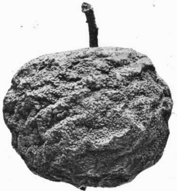 Fig. 37.   Brown Rot on apple.