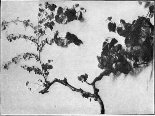 Fig. 67. Dead Arm of the grape vine, general appearance.