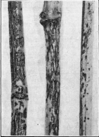 Fig. 68. Dead Arm on grape canes.