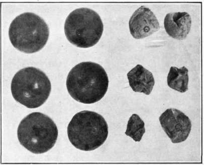 Fig. 69. Rot of grapes caused by the Dead Arm pathogene