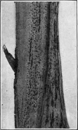 Fig. 70. Dead Arm; fruiting bodies of the pathogene.