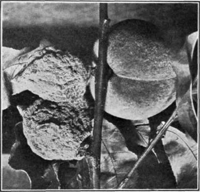 Fig. 71.   Brown Rot on peach.