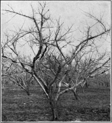 Fig. 72.   Brown Rot canker of peach, general appearance in the orchard.