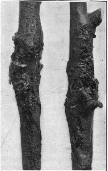 Fig. 73.   Brown Rot canker on peach limbs.