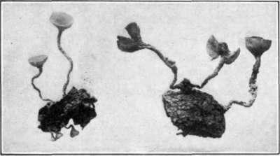 Fig. 74.   Apothecia of the Brown Rot fungus; attached to fallen mummies.