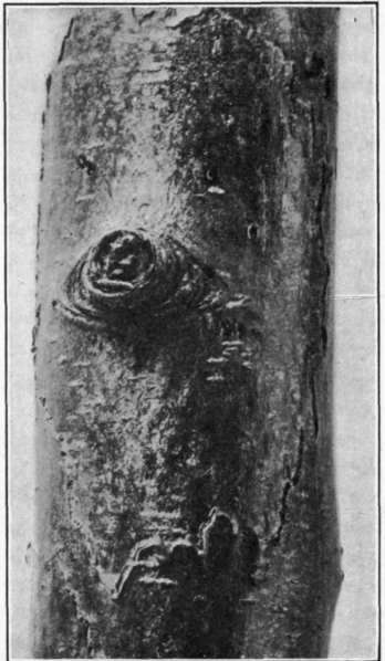 Fig. 87.   Hold   over canker. Note that it surrounds a stub of a twig.