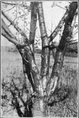 Fig. 9. Apple tree showing frost cankers at crotch.