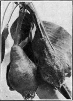 Fig. 91. Fire Blight on pear fruit; healthy fruit left, diseased fruit right.