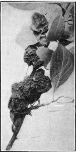 Fig. 99. Group of plums mummified by the Brown Rot fungus.