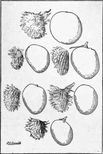 Fig. 10. Seedlings of grafted Indian mangos usually do not produce fruit exactly like the parent. Each of the fruits here shown represents a tree grown from a seed of the Mulgoba mango. The variations in size and shape of fruit, and in the amount of fiber around the seed, are noteworthy. (X 1/6)
