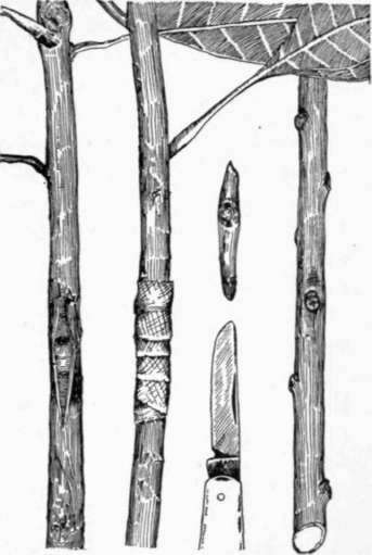 Fig. 11. Shield budding the mango. On the left, a bud properly inserted; next, an inserted bud wrapped with a strip of waxed cloth; above the knife point, a properly cut bud; and on the right, budwood of desirable character.