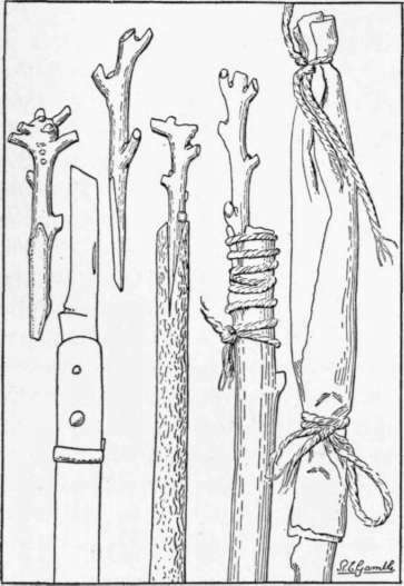 Fig. 12. Crown grafting the mango. On the left, two cions of proper size and character; in the center, a cion inserted and another tied in place; and on the right, the covering of waxed paper which protects the cion while it is forming a union with the stock.
