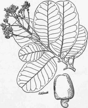 Fig. 22. Foliage, flowers, and fruit of the cashew (Anacardium occidentale). The kidney shaped seed (properly speaking, the fruit) contains an edible kernel of delicious flavor, while the fleshy portion (fruit stalk) above it is filled with aromatic juice, and may be used in many ways. (X about 1/4)