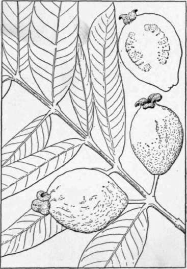 Fig. 35. The common guava of the tropics (Psidium Guajava), an American plant which has become naturalized in southern Asia and elsewhere. (X 1/2)