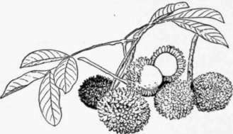Fig. 43. The pulasan (Nephelium muta bile), a relative of the litchi which is cultivated in the Malayan Archipelago. The translucent, white, subacid pulp adheres closely to a large seed. (X 1/4)