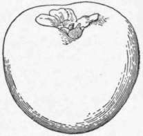 Fig. 49. The Tane nashi kaki, one of the principal varieties used in Japan for the production of dried kakis, and now grown commercially in the United States. (X about 1/2)