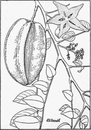 Fig. 55. A flowering and fruiting branch of carambola (Averrhoa Carambola), an Asiatic fruit sometimes cultivated in tropical America. (X 1/2)
