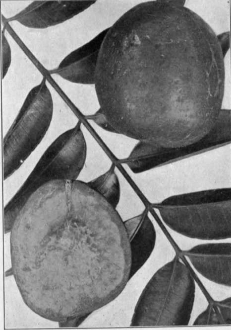 Plate VI. Left, the Sandersha mango; right, the ambarella.