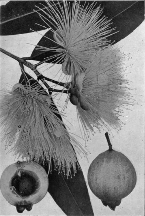 Plate XVI. Flowers and fruits of the rose apple (Eugenia Jambos).