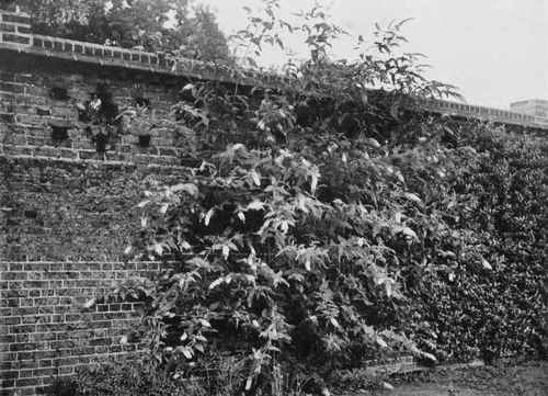 Buddleia Veitchiana. A Magnificent Shrub For A Wall Photo by E. J. Wallis.