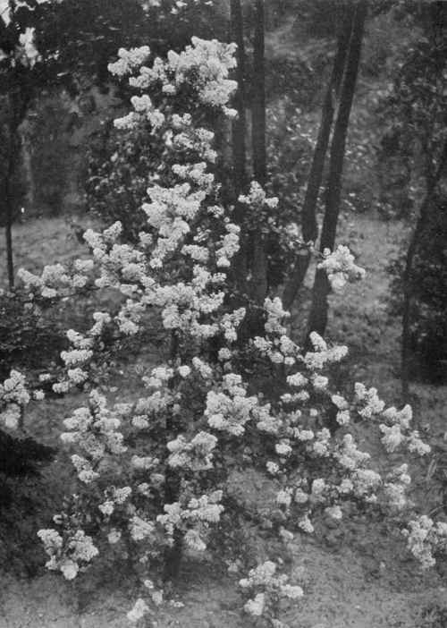 All bloom, all blue. Ceanothus thyrsiflorus grisens. For Ceanothuses see Chapter 18. Photo by R. A. M ally.