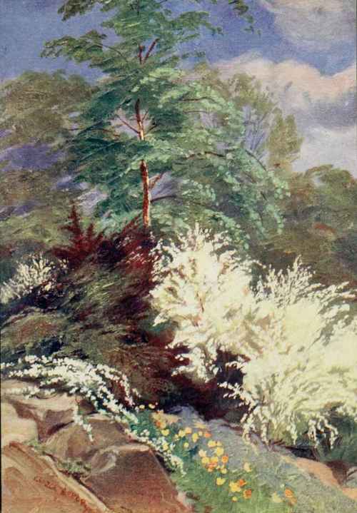 The brooms comprise species of widely varying habit admirably adapted for the rockery. Cytisus praecox and C. Kewensis are here shown. Painted by G. Soper.