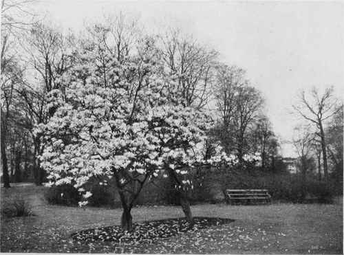 Magnolia Conspicua. One Of The Most Beautiful Of Spring Trees. Photo by E. J. Wallis.
