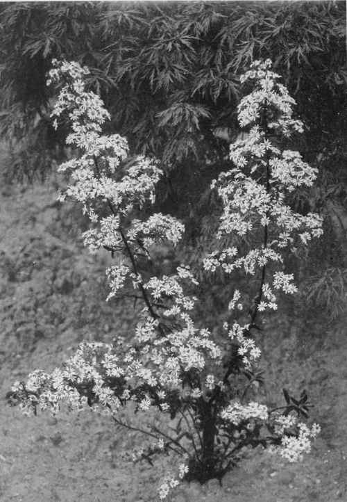 An uncommon Star-Bush. Olearia macrosepala. Photo by R. A. Malby.